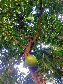 Calabash Fruit on Tree Stock Photos