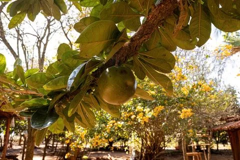 Calabash Tree Fruit Stock Photos