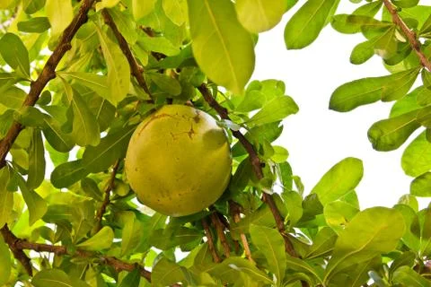 Calabash tree Stock Photos