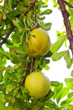 Calabash tree Stock Photos