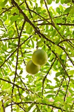 Calabash tree Stock Photos