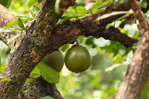 Calabash Tree with selective focus Foto stock