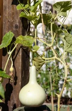 Calabash on vine Stock Photos