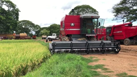 Calabozo, Venezuela September 24, 2023: Rice harvester combine machine in a rice Stock Footage 264082053