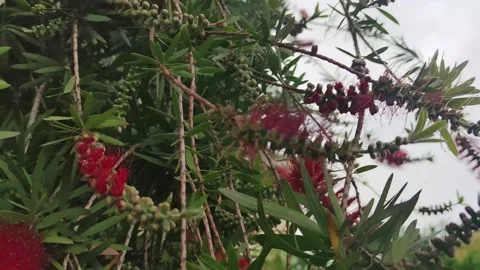  In Calabria, it is found in squares and gardens.  Stock Footage 195936250