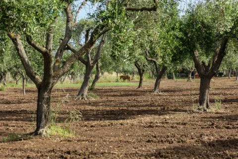 Calabria Stock Photos