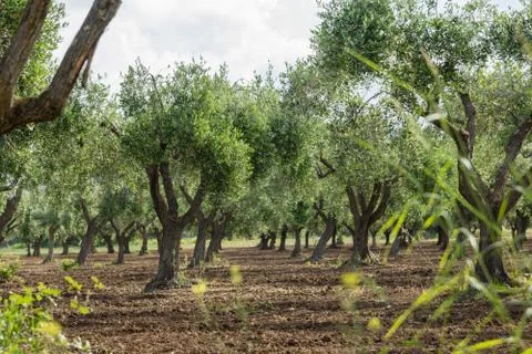 Calabria Foto stock