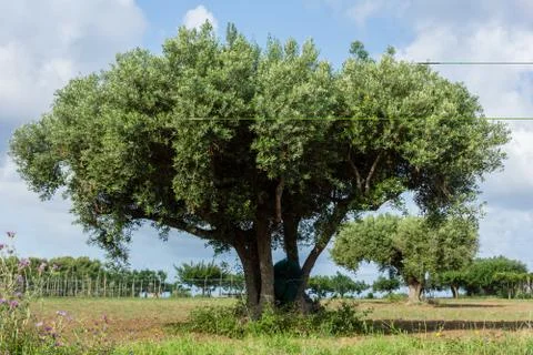 Calabria Stock Photos