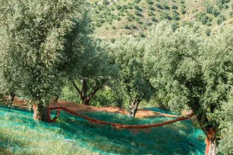 Calabria Stock Photos