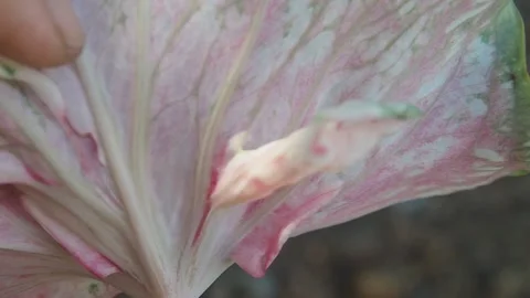 Caladium bicolor and ears under leaf of caladium Stock Footage 246758364