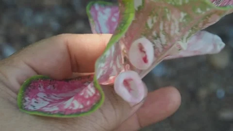 Caladium bicolor and ears under leaf of caladium Stock Footage 246758372