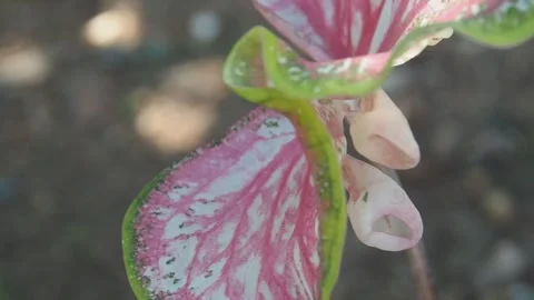 Caladium bicolor and ears under leaf of caladium Stock Footage 246758375
