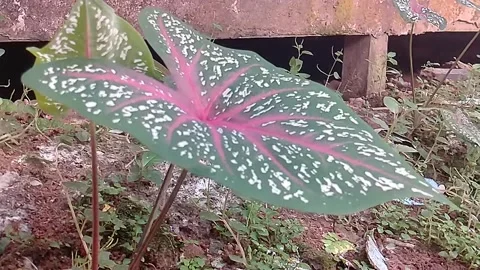 Caladium Bicolor Stock Footage 242818578