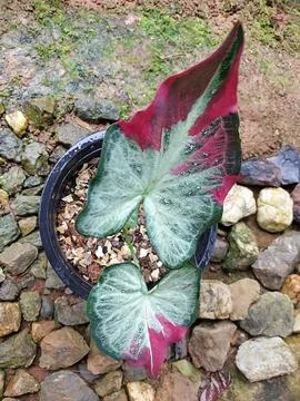 Caladium bicolor leaf closeup selective focus, with nature background. Stock Photos