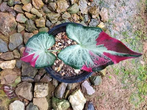 Caladium bicolor leaf closeup selective focus, with nature background. Stock Photos