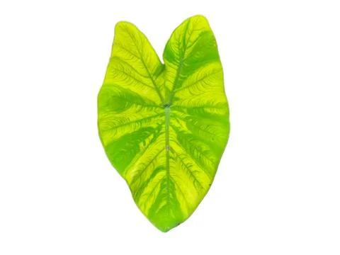 Caladium bicolor leaf isolate on white background. heart shape. red spott o.. Stock-Fotos