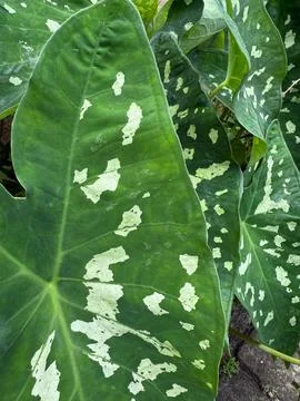 Caladium bicolor leaf in macro Stock Photos