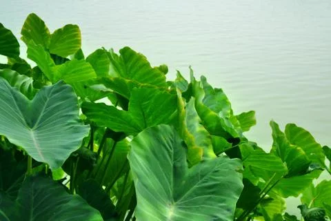 Caladium bicolor Stock Photos