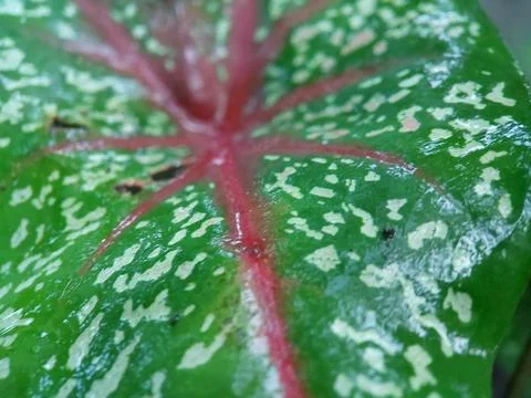 Caladium bicolor Foto stock