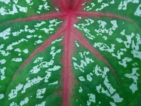 Caladium bicolor Stock Photos