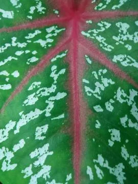 Caladium bicolor Stock Photos