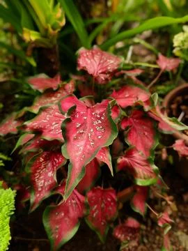 Caladium Bicolor Foto stock