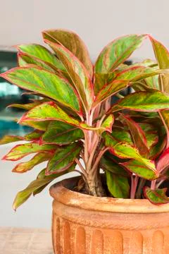 Caladium bicolor vent Stock Photos