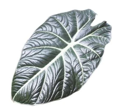 Caladium bicolor on a white split background. Stock Photos