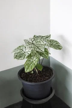 Caladium in black plant pot with white and green leaves in flower pot put in Stock Photos