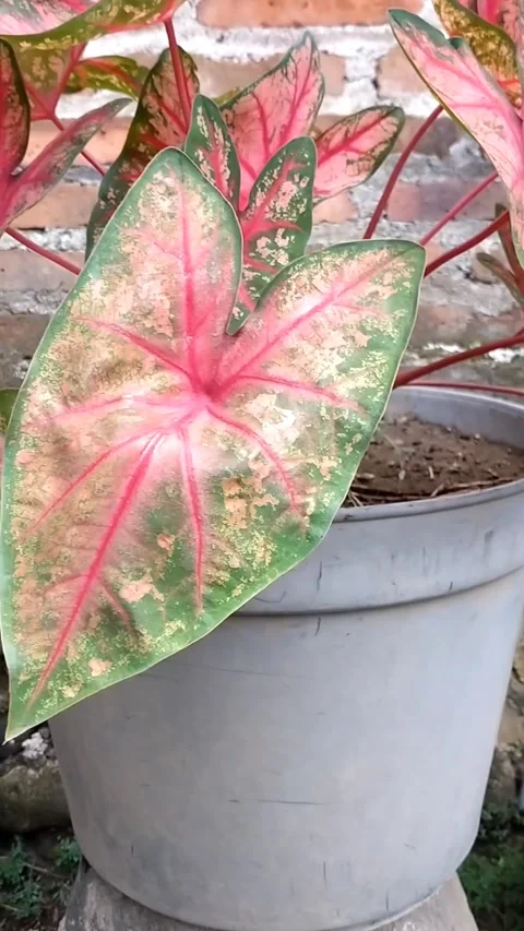 Caladium flower Stock Footage 325975407