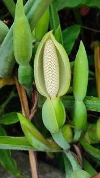 Caladium flower Stock Photos