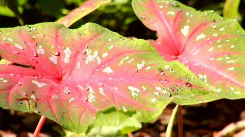 Caladium Stock Footage 371496