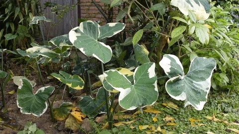 Caladium in the garden with the wind blowing. Video stock 79775554
