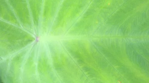 Caladium leaf bone pattern texture background 写真素材