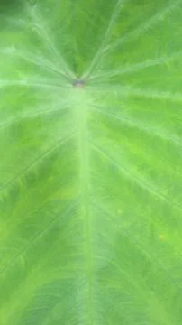 Caladium leaf bone pattern texture background 스톡 사진