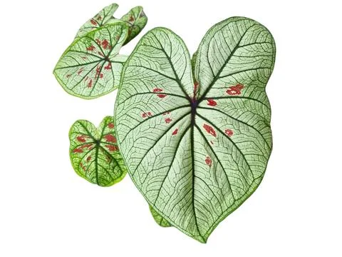 Caladium leaf, Green and white leaves with Red spots are scattered. Stock Photos