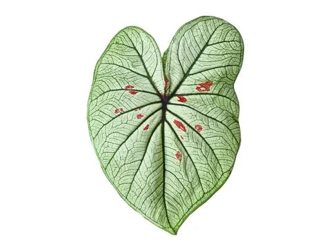 Caladium leaf, Green and white leaves with Red spots are scattered. Stock Photos