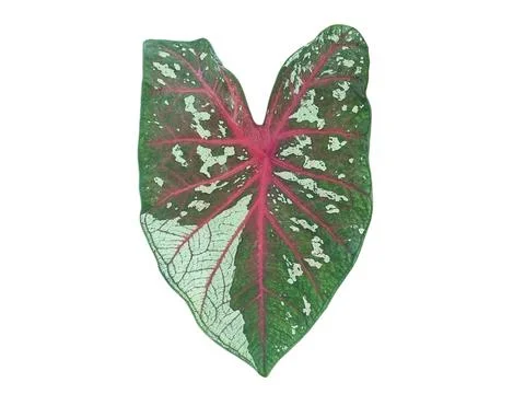 Caladium leaf. green leaf background color red leaf stem and scattered whit.. Foto stock