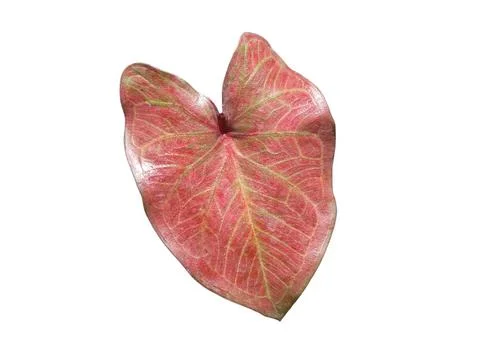 Caladium leaf. The leaf surface is dark red and has green petioles. isolate.. Stock Photos