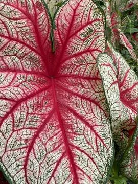 Caladium leaf in macro Stock Photos