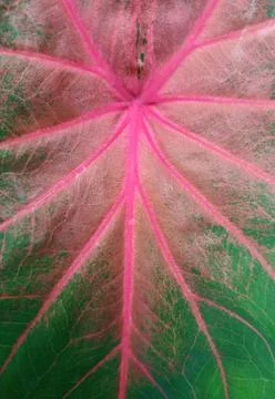 Caladium leaf pattern Stock Photos