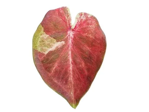 Caladium leaf, Red and green with yellow smears. Stock Photos