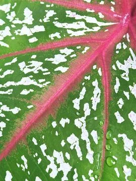 Caladium Leaf Texture Close Up Pink Veins and White Spots Foto stock