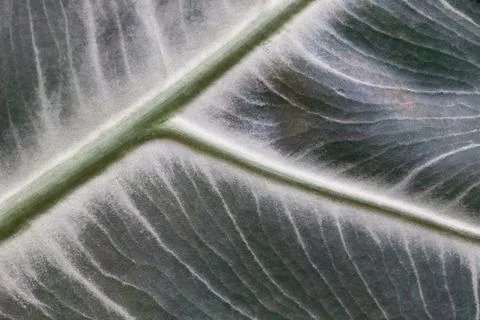 Caladium leaf texture for pattern and background Stock Photos