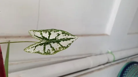 Caladium Leaf with White Green Variegated Pattern 스톡 동영상 344095560