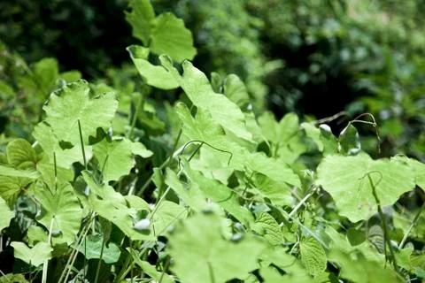 Caladium leave, Stock Photos