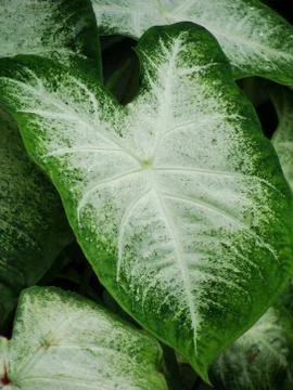 Caladium Leave 写真素材