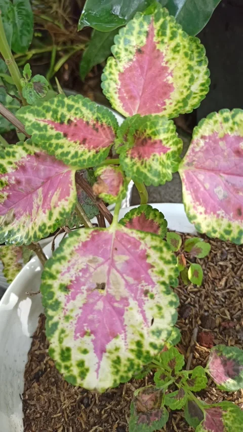 Caladium Leaves Stock Footage 318540063