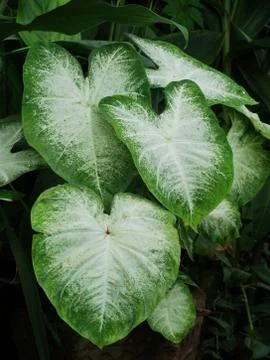 Caladium Leaves 写真素材