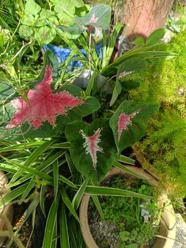 Caladium leaves Stock Photos